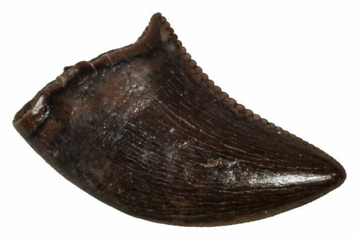 Serrated, Dromaeosaurid Theropod (Acheroraptor?) Tooth - Montana #341078